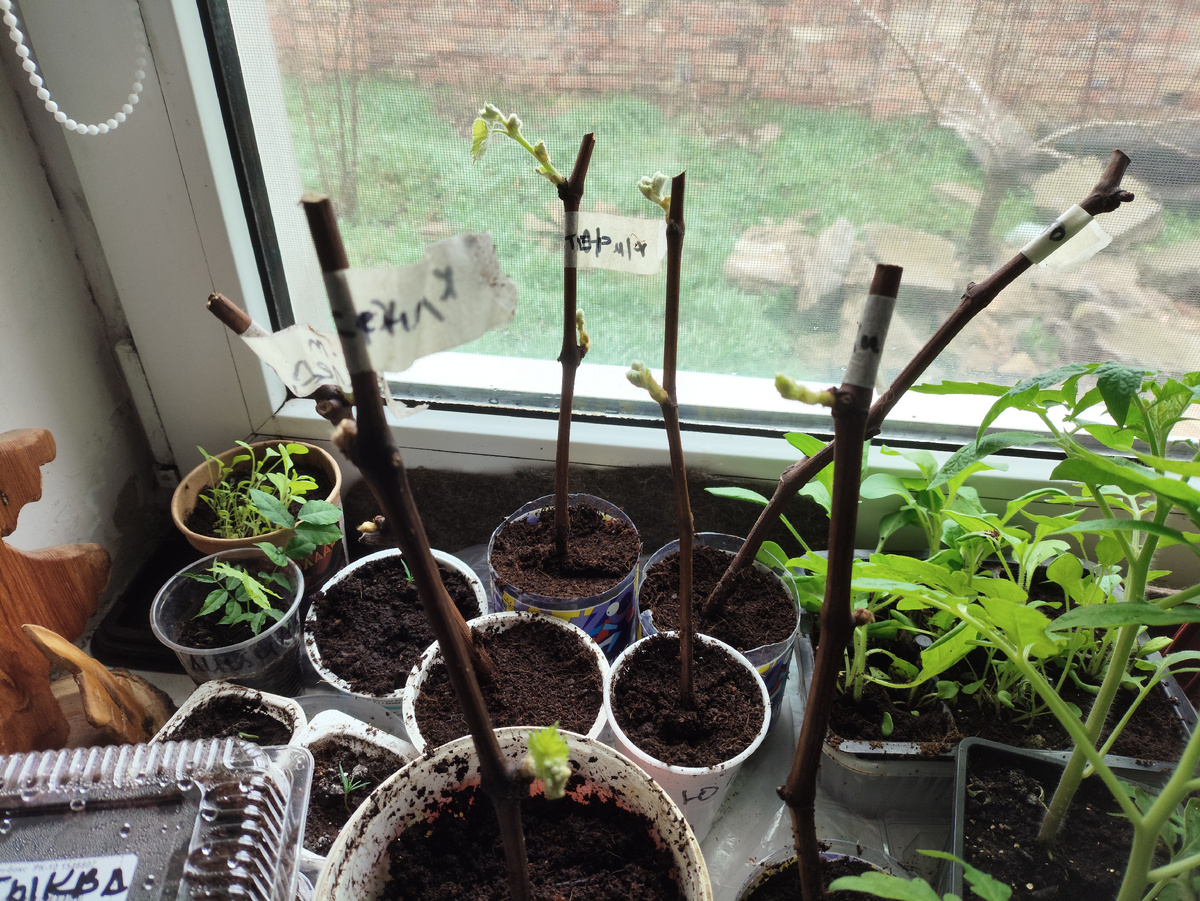 У помидоров соседи появились )))