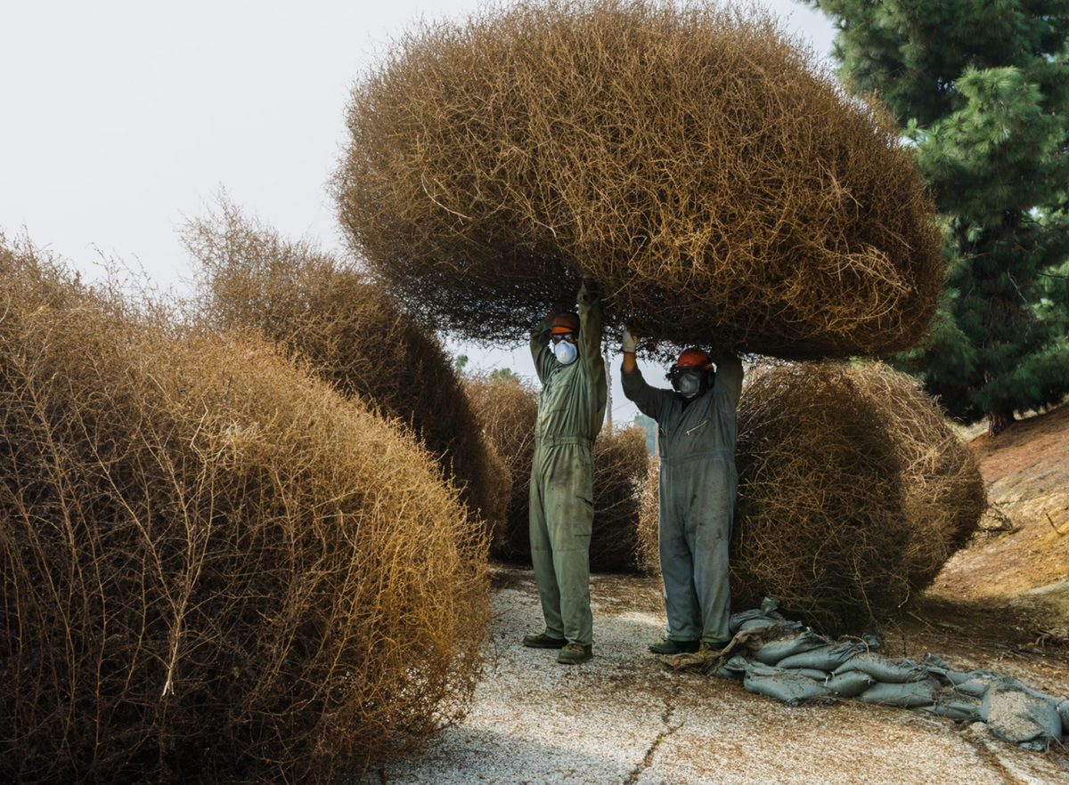 Все вы крутые, пока не появляется перекати-поле-джаггернаут