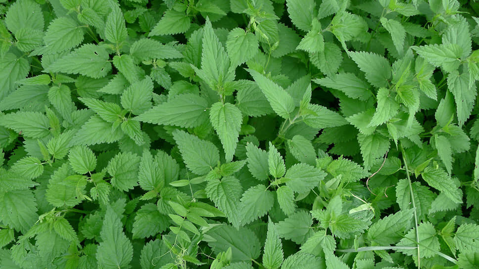 Фото: Сергей Куликов / Коммерсантъ