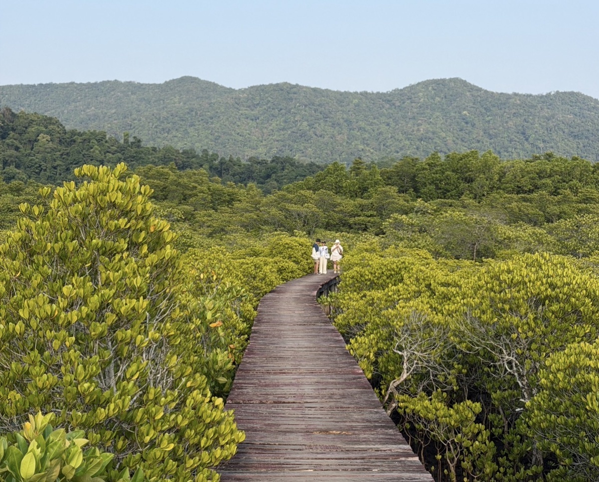 Мангровые леса в Таиланде (остров Ко чанг)
