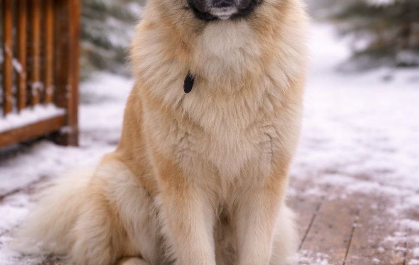 Мы Вам не говорили, но мы пошли на риск, ради спасения жизни одной якутской красавицы