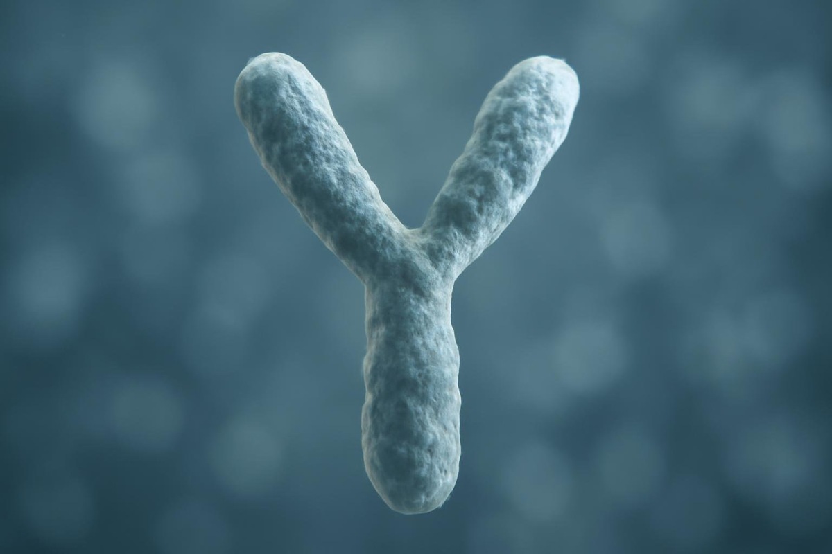    Y-хромосома долгое время считалась практически «бесполезной», но новые исследования показали, что это не так.