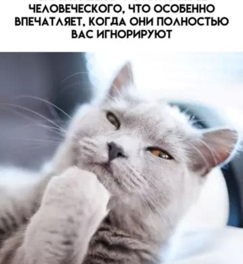Мемы с кошками