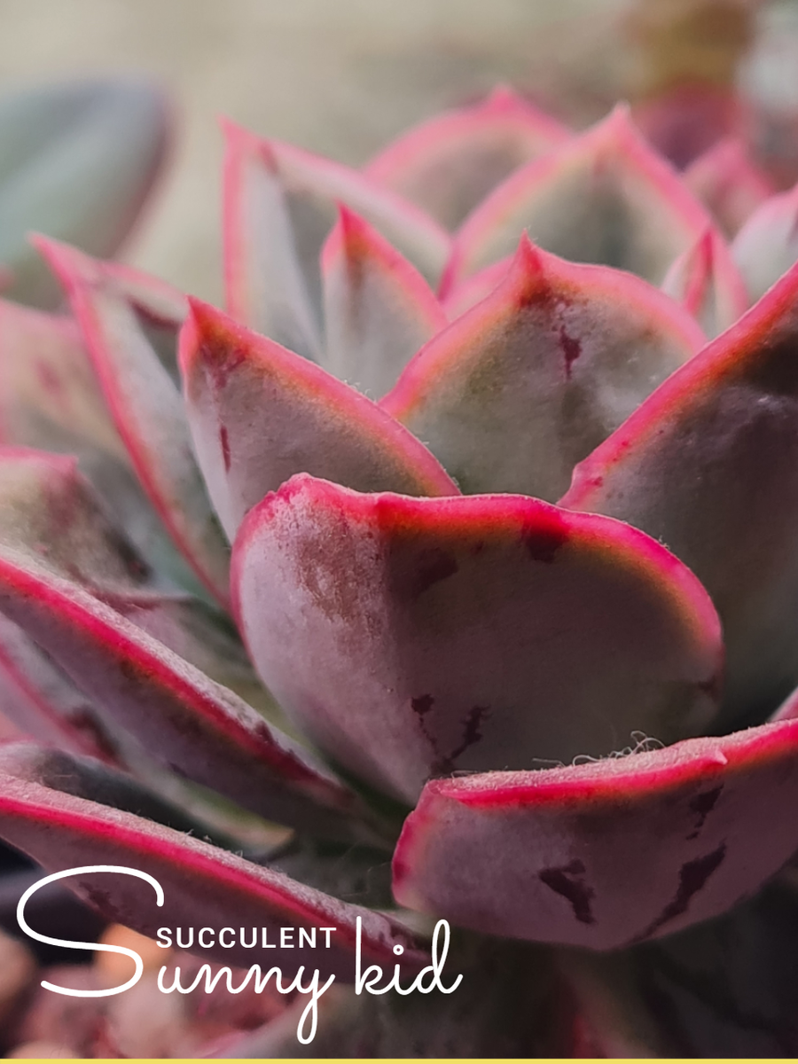 Echeveria Luella