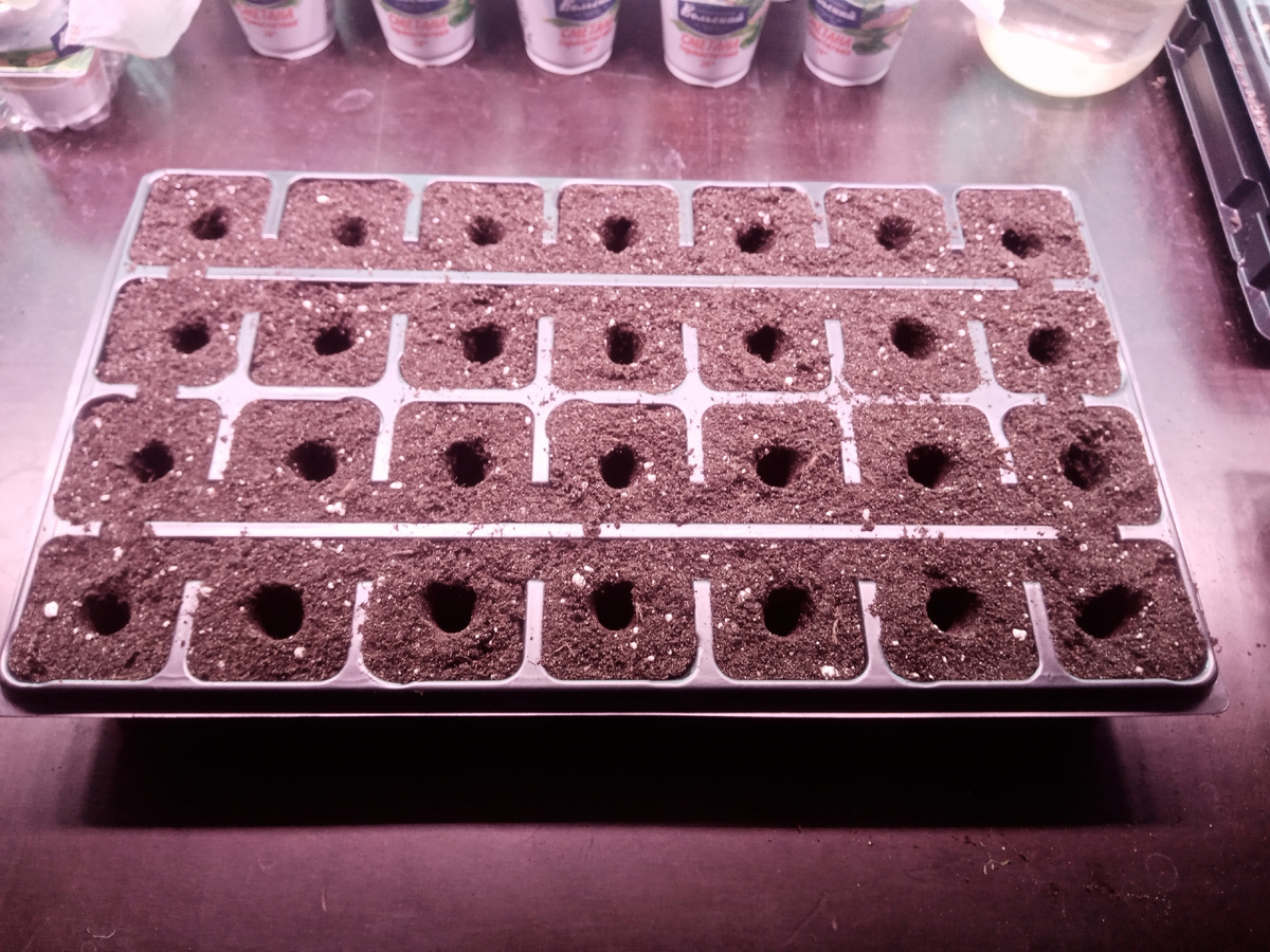 Фото автора от 25 марта.