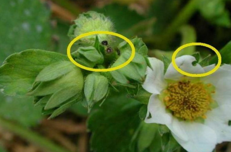 Долгоносик на клкбнике