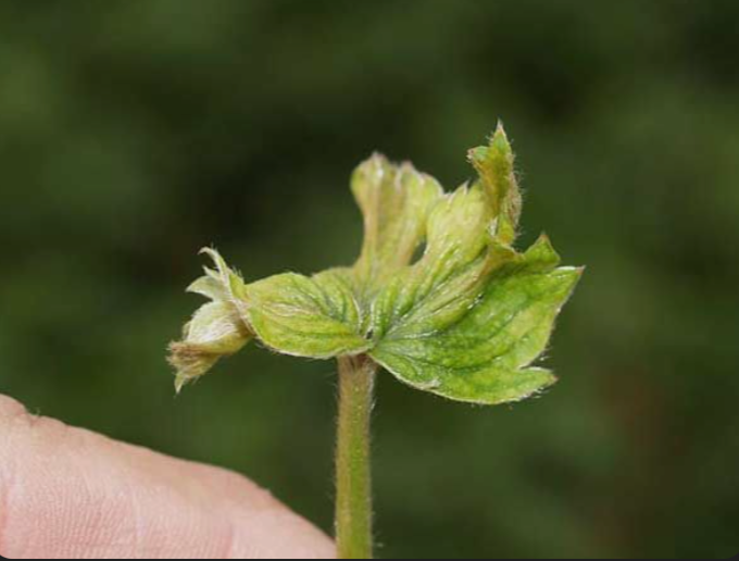 Земляничный клещ