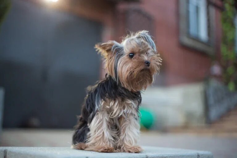    Фото: Общественная Служба Новостей Марта Леви