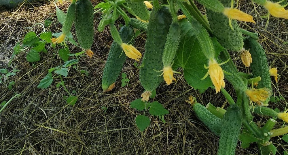 Благоприятные дни для посева огурцов в 2026 году: когда сажать, чтобы собрать богатый урожай