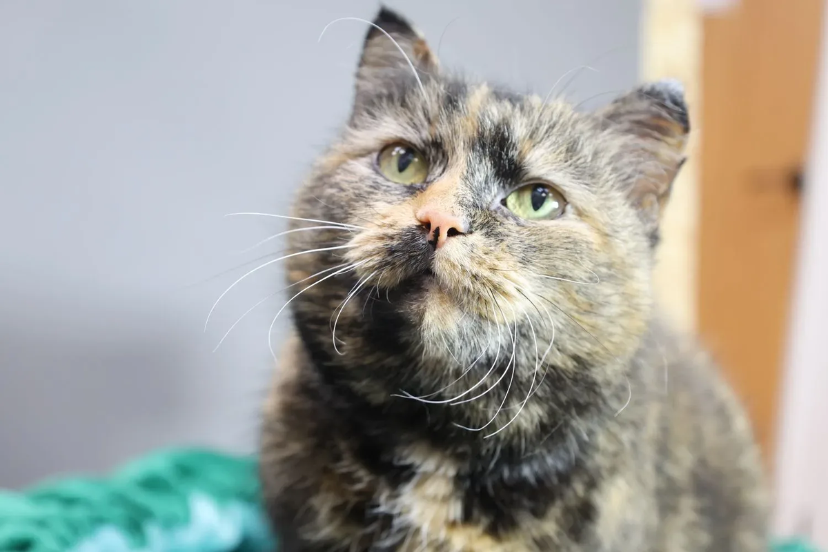 Ариэль - невероятно плюшевая и ласковая, её хочется гладить и обнимать без остановки. 