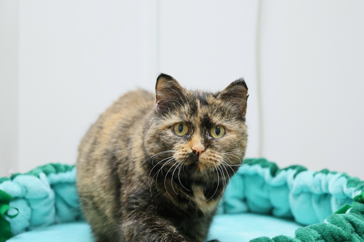 Её здоровье и комфорт зависят от одной простой, но очень важной вещи — пожизненной диеты на специализированном корме (Hairball).