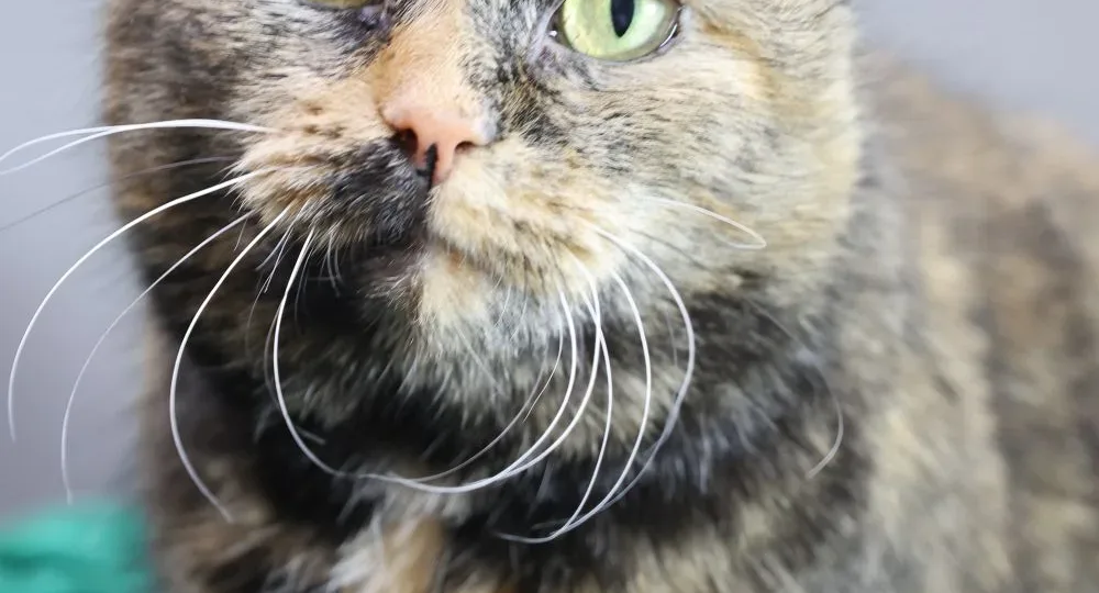 Самая плюшевая кошка ищет дом! Ей нужна не просто семья, а ответственное сердце.