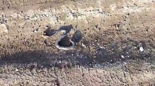    ЧП Кунгур/VK