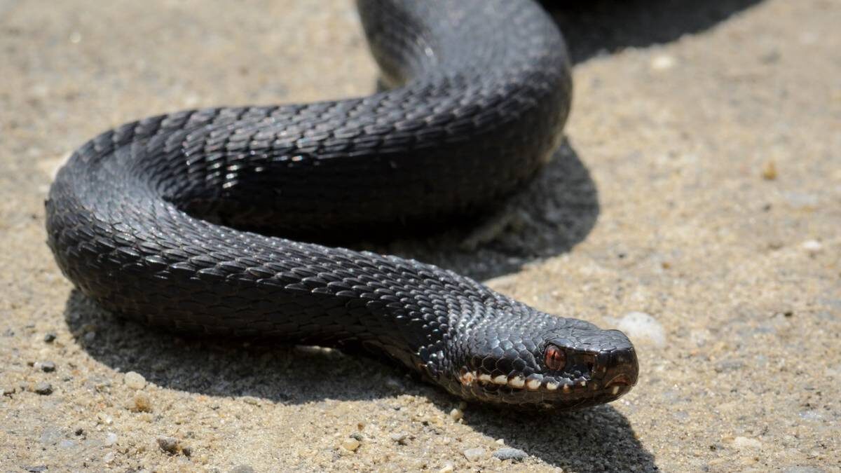   Гадюка обыкновенная представляет для вас опасность, только если вы представляете опасность для нее / Фото: Shutterstock