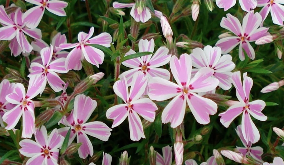 ФЛОКС ШИЛОВИДНЫЙ (Phlox subulata)