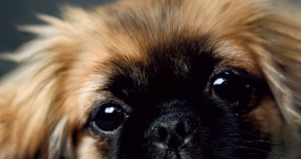 Учёные из Кембриджского университета выяснили, что риск брахицефалического обструктивного синдрома (БЦС) есть не только у мопсов и