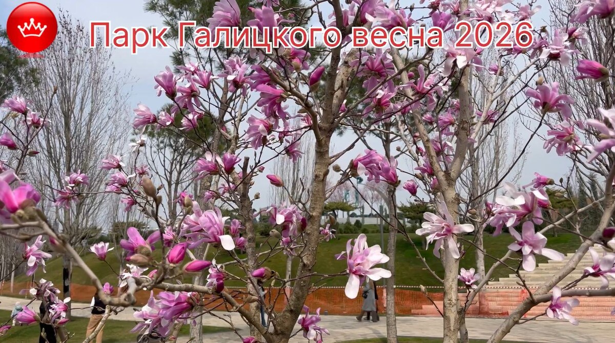 В противовес величественной магнолии голой, магнолия звездчатая предлагает совершенно иную эстетику – более компактную, изящную и нежную.
