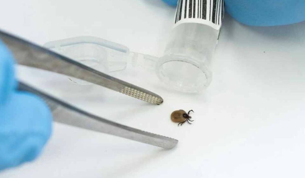     Клещ. Источник: nnov.kp.ru Автор фото: Юлия Пыхалова