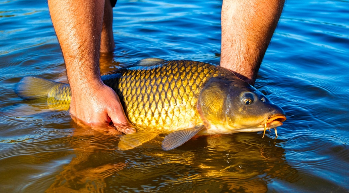 Озерный карп