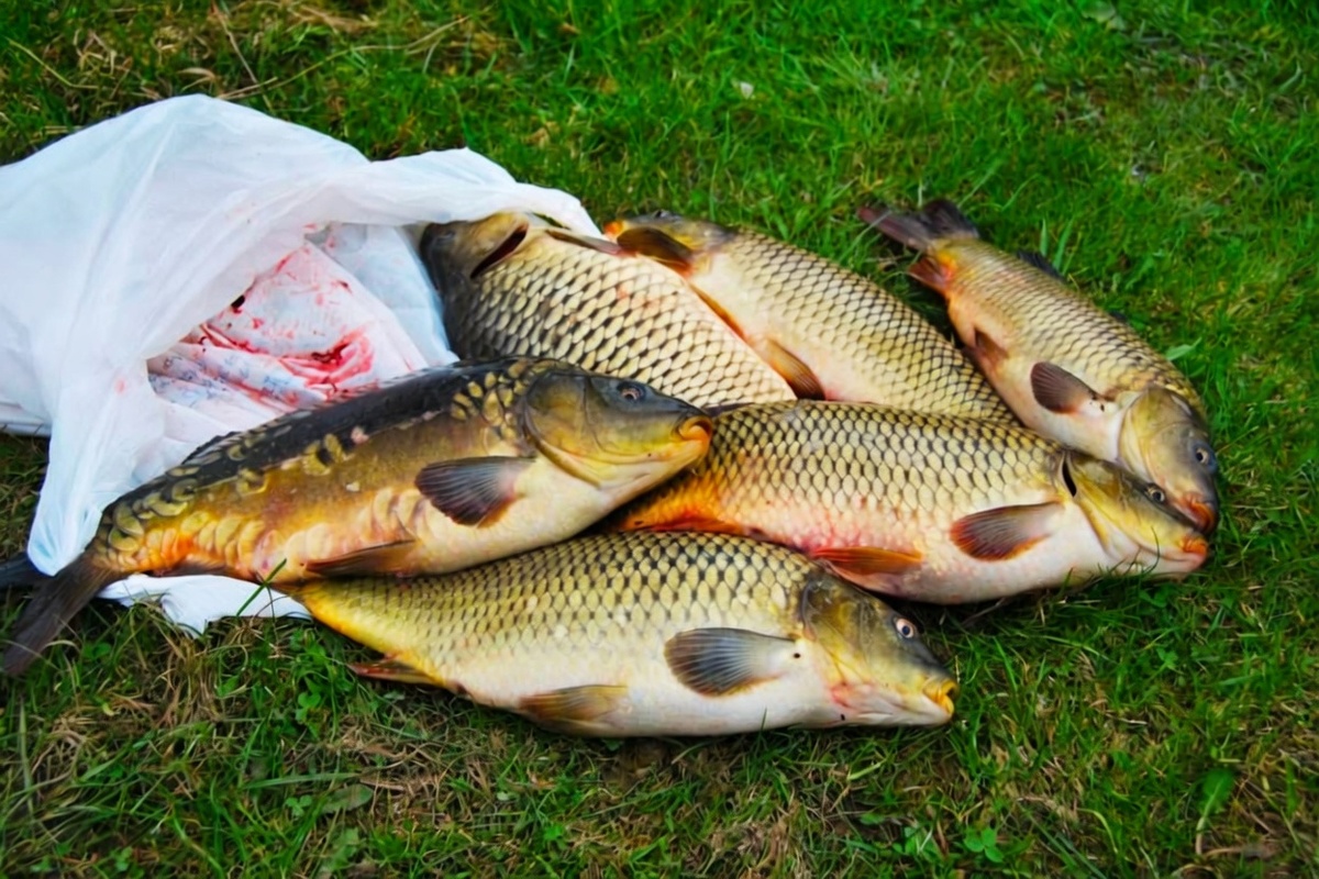 Карпы, пойманные на озере