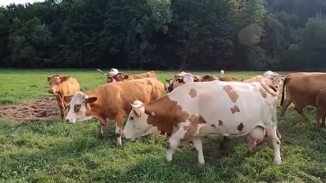 УНИЧТОЖЕНИЕ СКОТА В РОССИИ