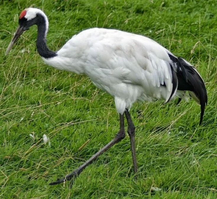 Уссурийский журавль