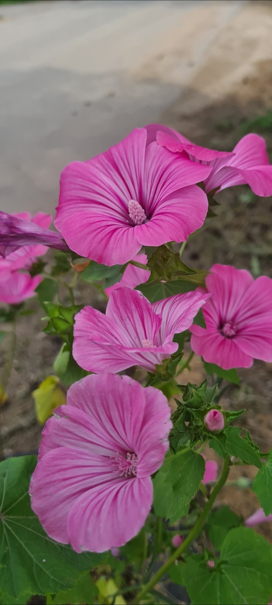 Лаватера моя 