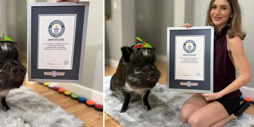    Говорящий с людьми минипиг Мерлин и его хозяйка Мина.Guinness world records