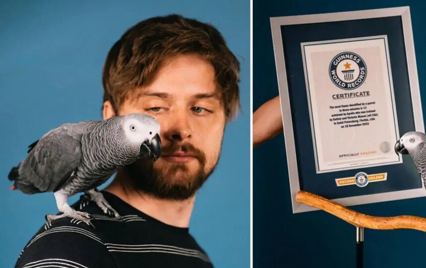    Умнейший попугай Аполлон со своим хозяином.Guiness World Records