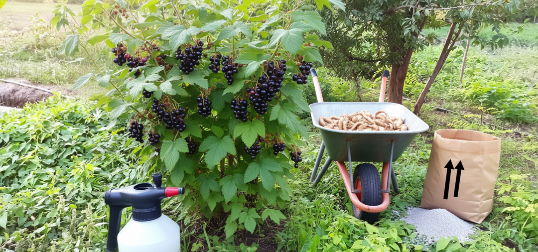 Одна весенняя обрезка — и смородина родит так, что ведра не хватают: метод на 20 лет вперед