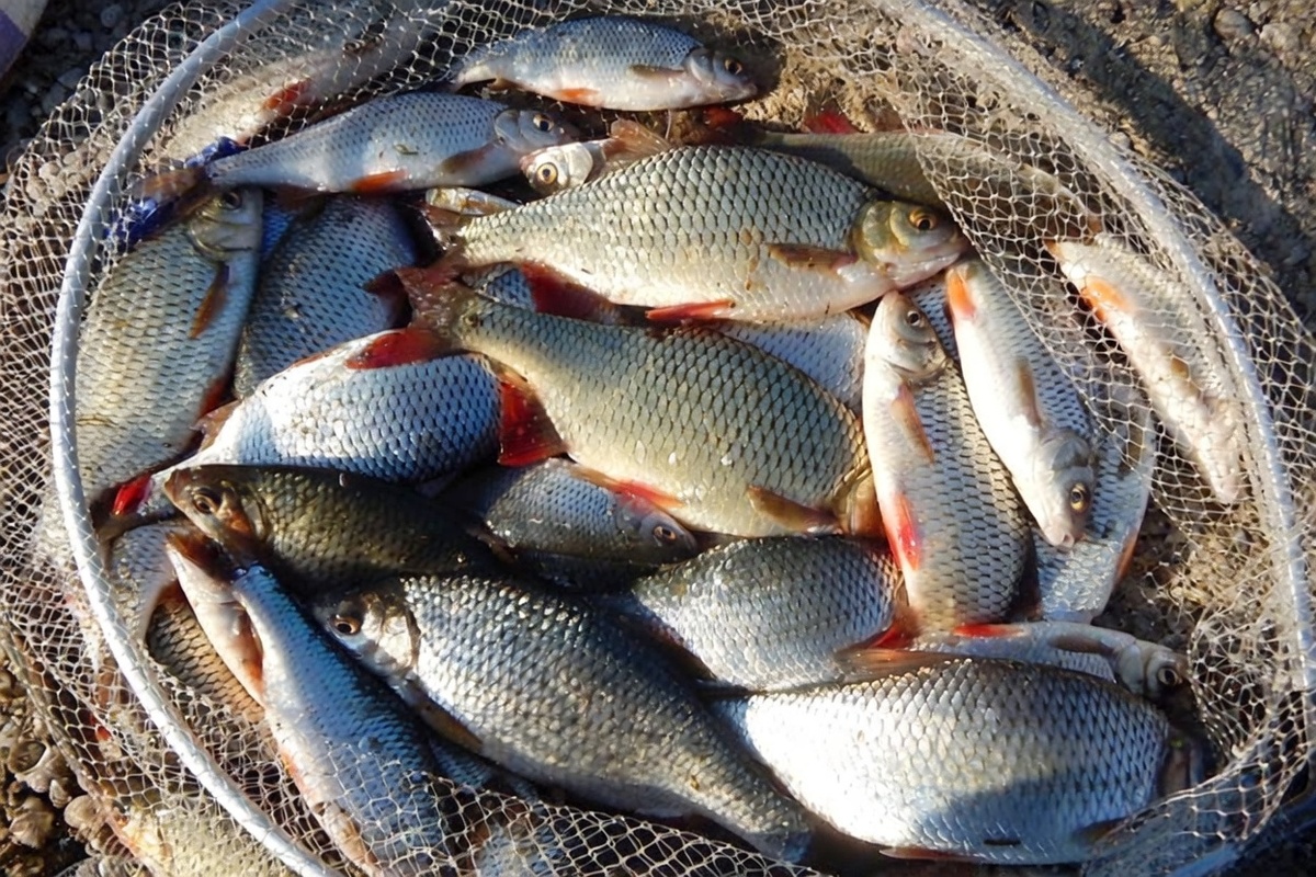 Пойманная на течении плотва