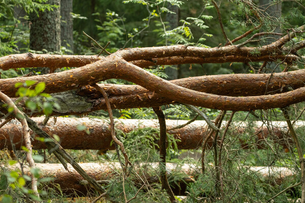 Sandris Veveris/Shutterstock/FOTODOM   📷