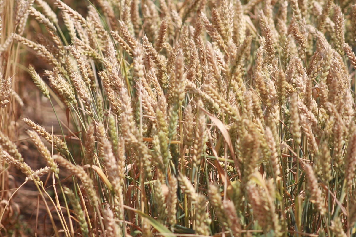    Павел Хацаюк / ИД «Вечерняя Казань»