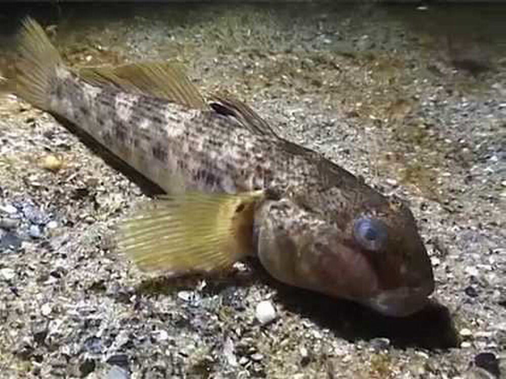 Бычок-кругляк.