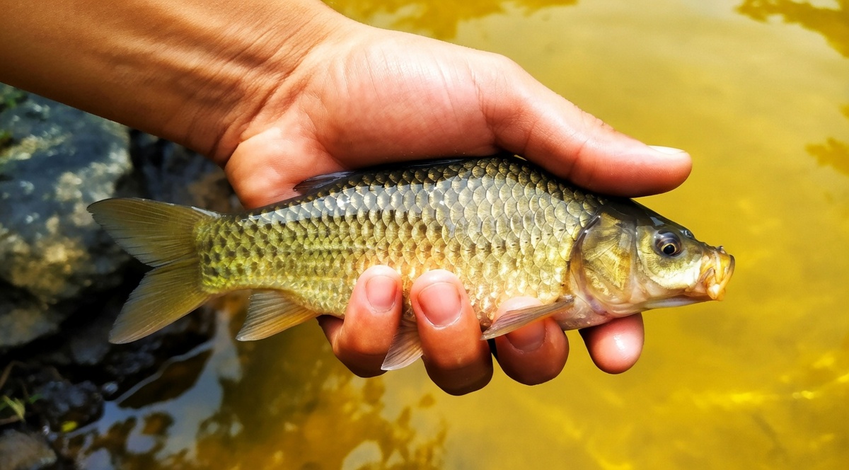 Долгожданный весенний карась
