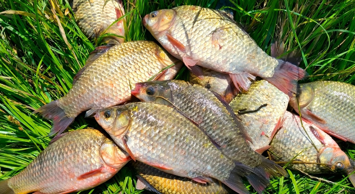 Бойкие весенние караси, пойманные фидером после обеда