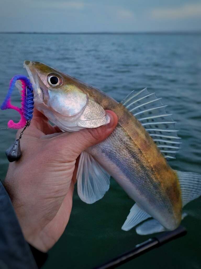    фото Сергей Тарасенко Веселовские вести