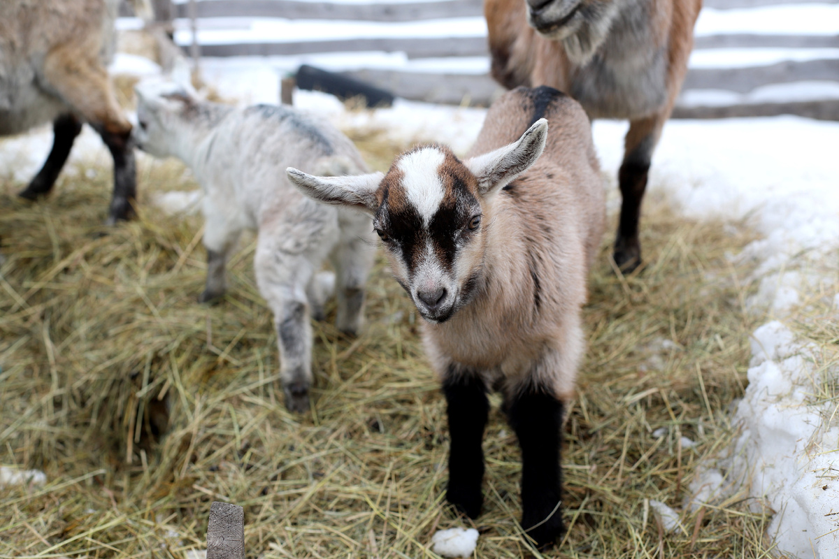 Любопытный козлик