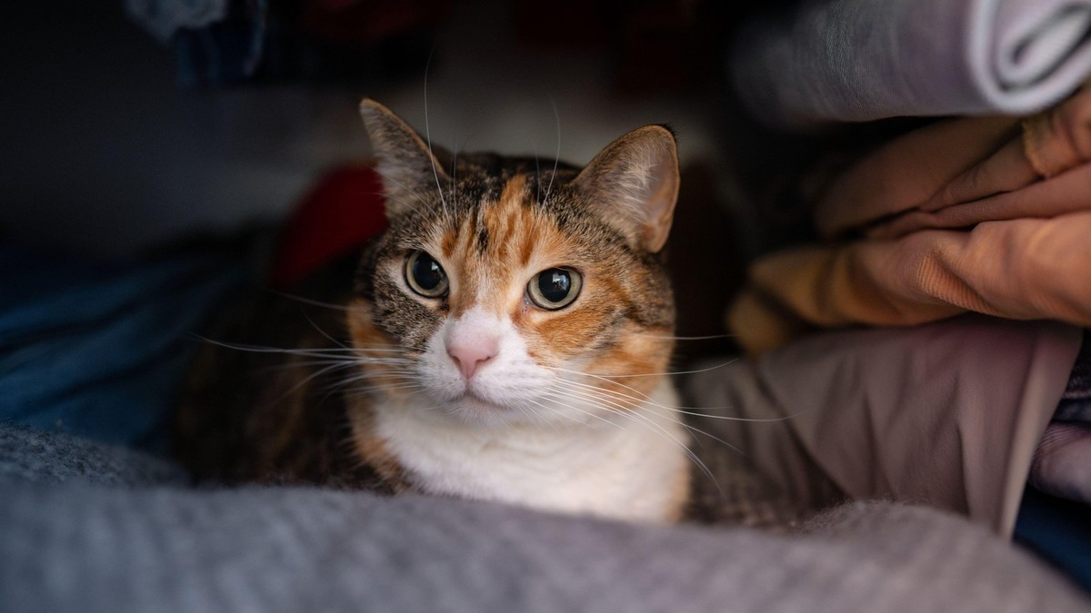    Запах хозяина — главный источник спокойствия для домашней кошки