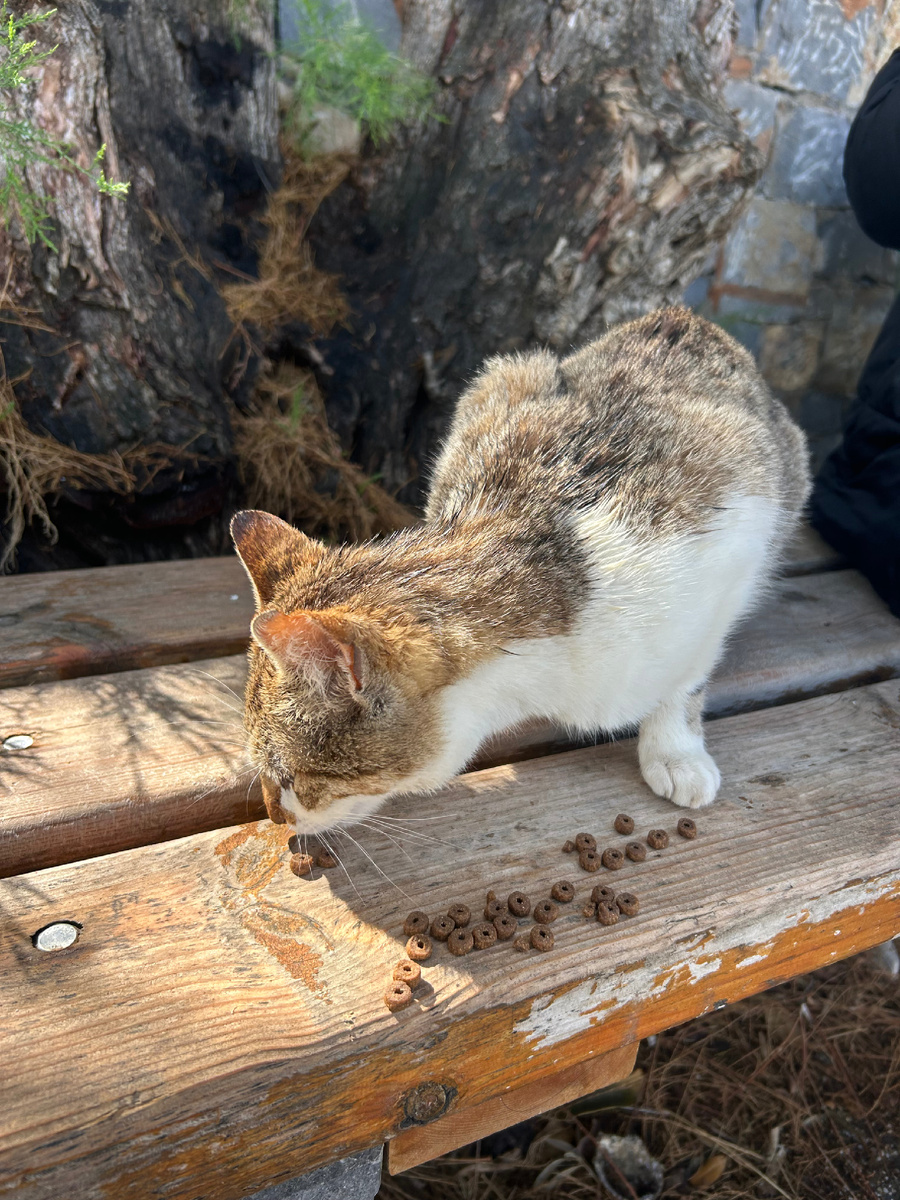 Критская кошечка. Независимая, но принимает помощь и гладится (фото автора)