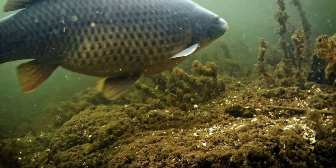 Апрельский карп: короткие выходы, которые решают всю рыбалку