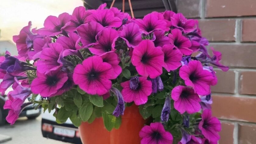    Фото usolie.info