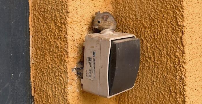 В Подмосковье покупатель нашёл живую мышь в заказе из «Пятёрочки». Обложка © Telegram / SHOT ПРОВЕРКА