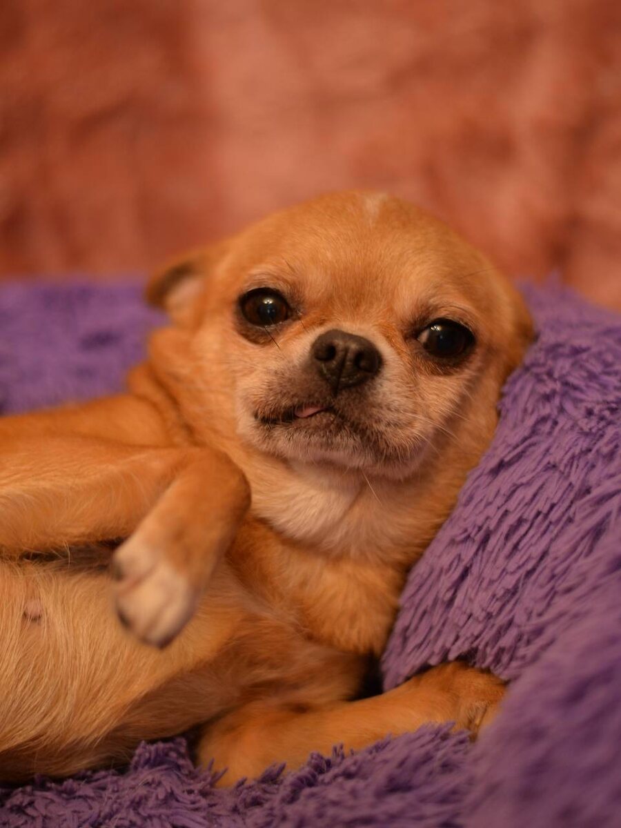 Маленькая собачка из приюта Домик Мелкашей ищет дом и семью в Москве и МО