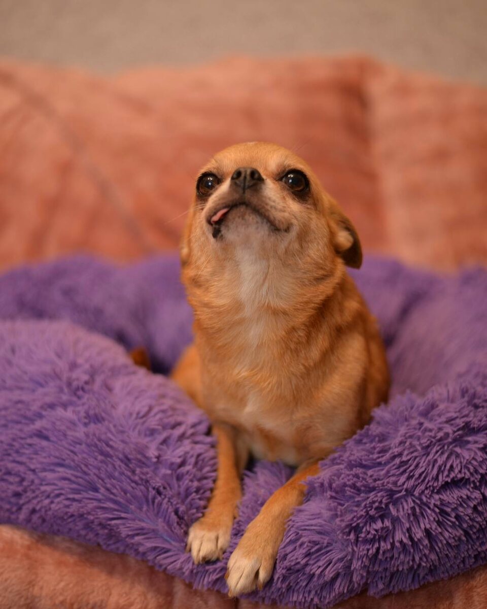 Маленькая собачка из приюта Домик Мелкашей ищет дом и семью в Москве и МО