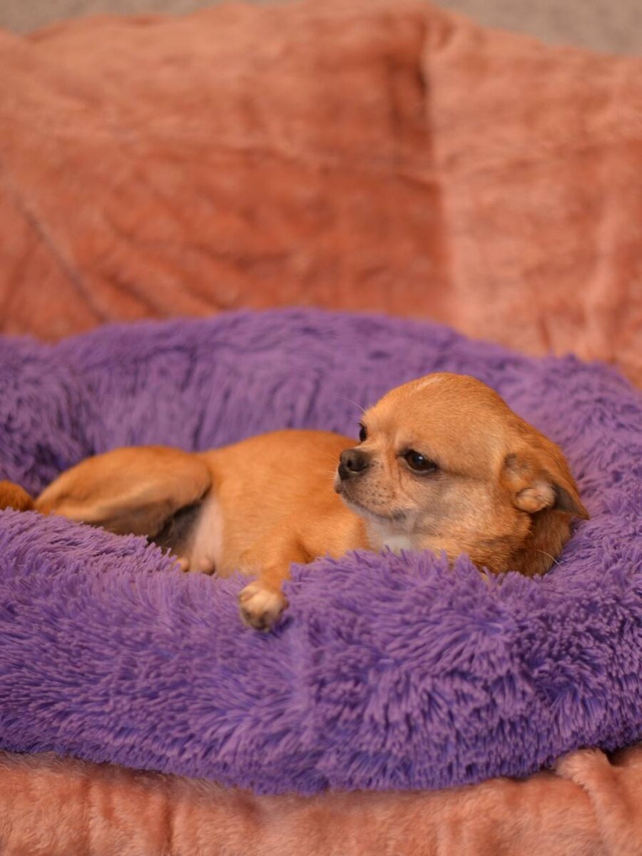 Маленькая собачка из приюта Домик Мелкашей ищет дом и семью в Москве и МО