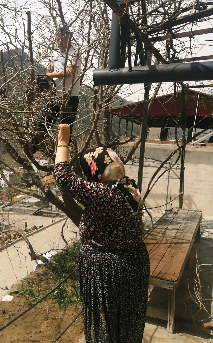 Муж обрезает тутовник 