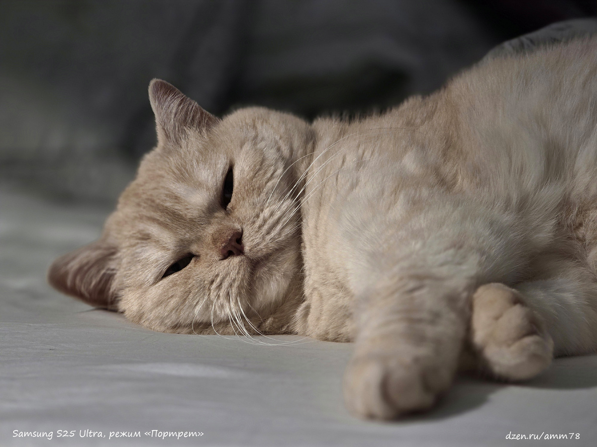 Samsung S25 Ultra, F=115мм; f/3.4; 1/56; ISO 125; -0.9EV