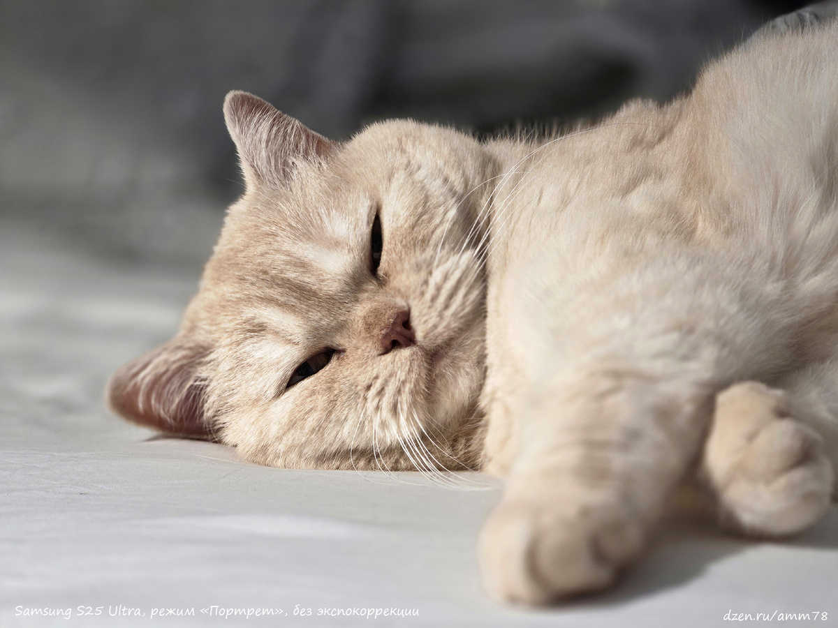 Samsung S25 Ultra, без отрицательной экспокоррекции; F=115мм; f/3.4; 1/49; ISO 250