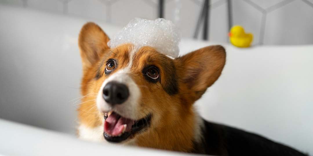 Шампуни в сезон линьки: маркетинг или реальная польза